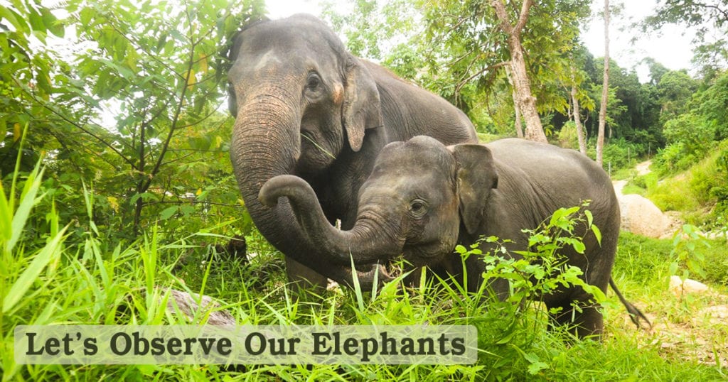Lets Observe Our Elephants