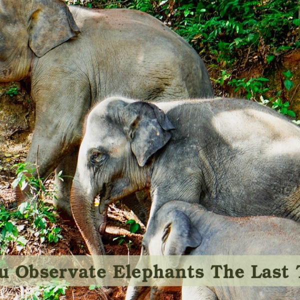When Did You Observe Elephants The Last Time?
