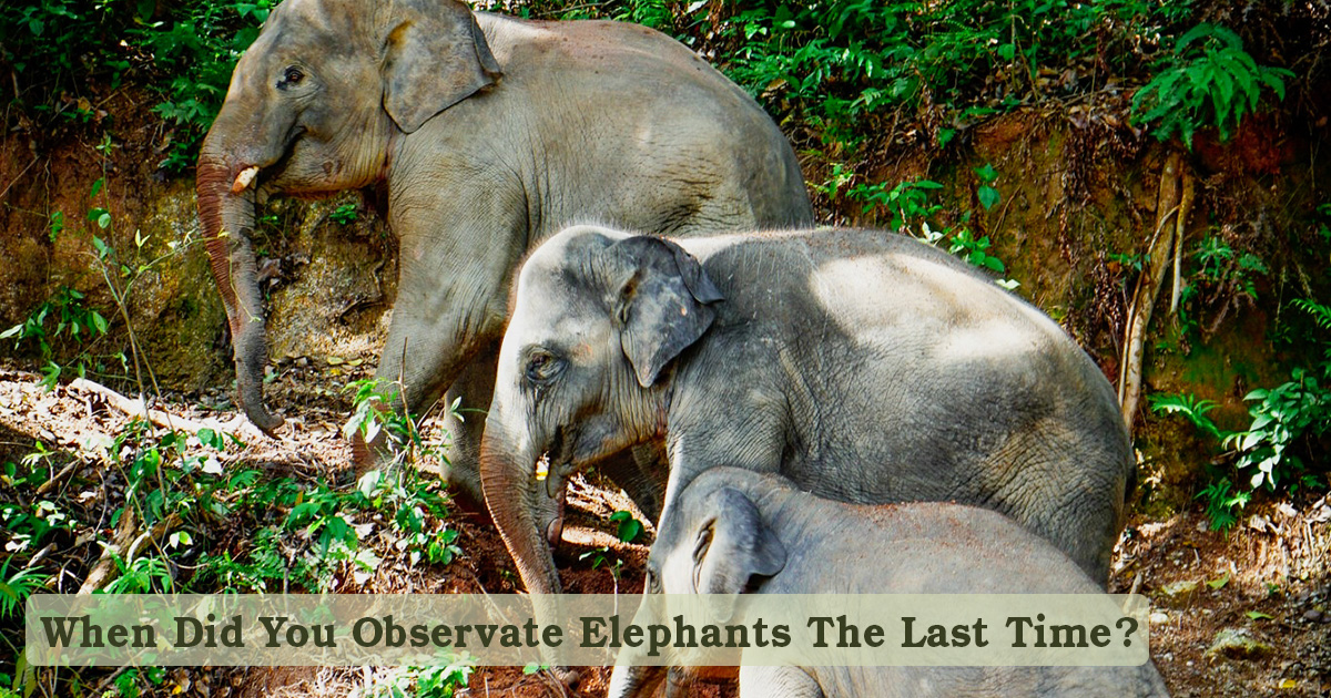 When Did You Observe Elephants The Last Time?