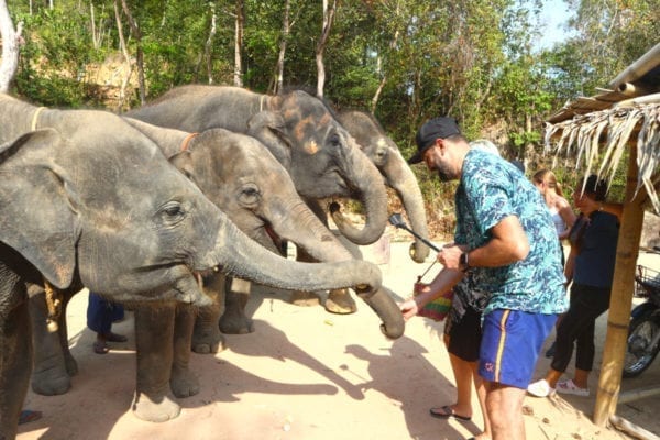 Enjoy Feeding food for elephant 30 mins