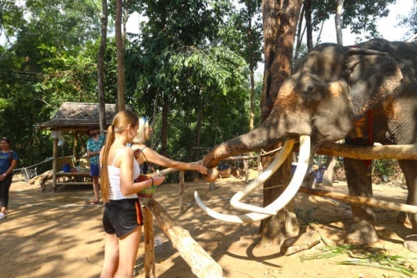 Enjoy Feeding food for elephant 30 mins