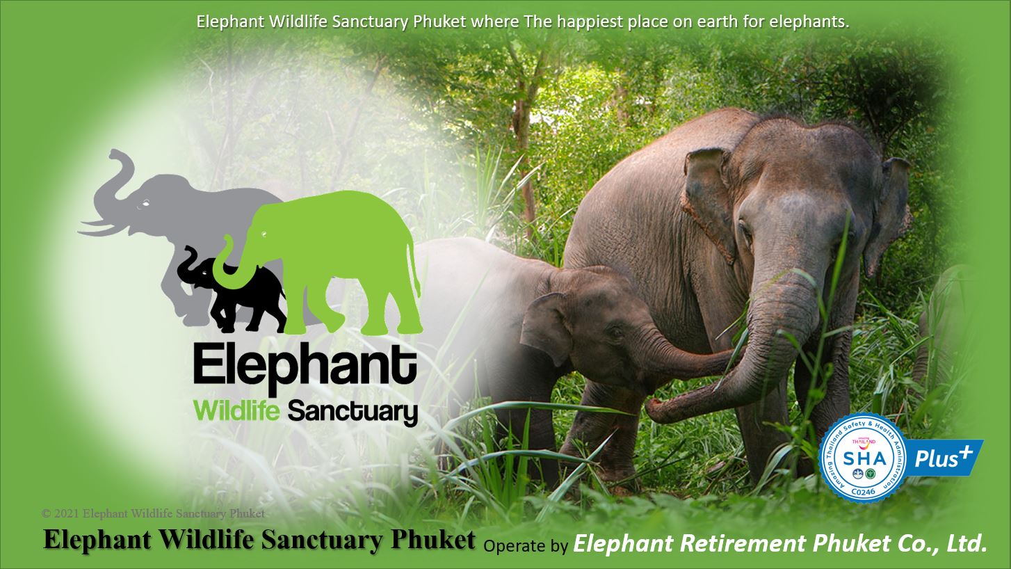 Elephant Wildlife Sanctuary Phuket - Elephant Care Programs on Phuket