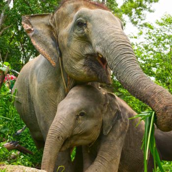 Elephant Wildlife Sanctuary Phuket - Elephant Care Programs on Phuket