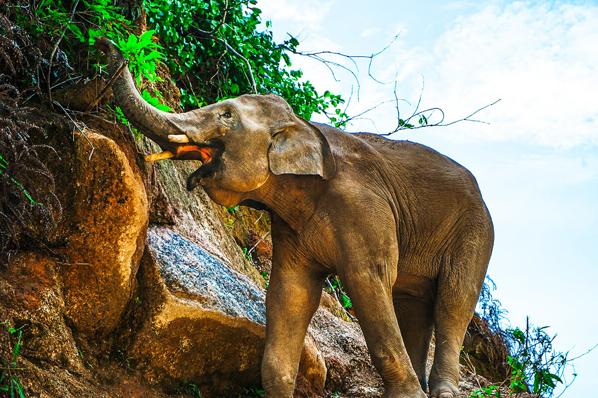 Visit the Elephant Wildlife Sanctuary