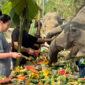 Special Activity on Thai National Elephant Day 2024